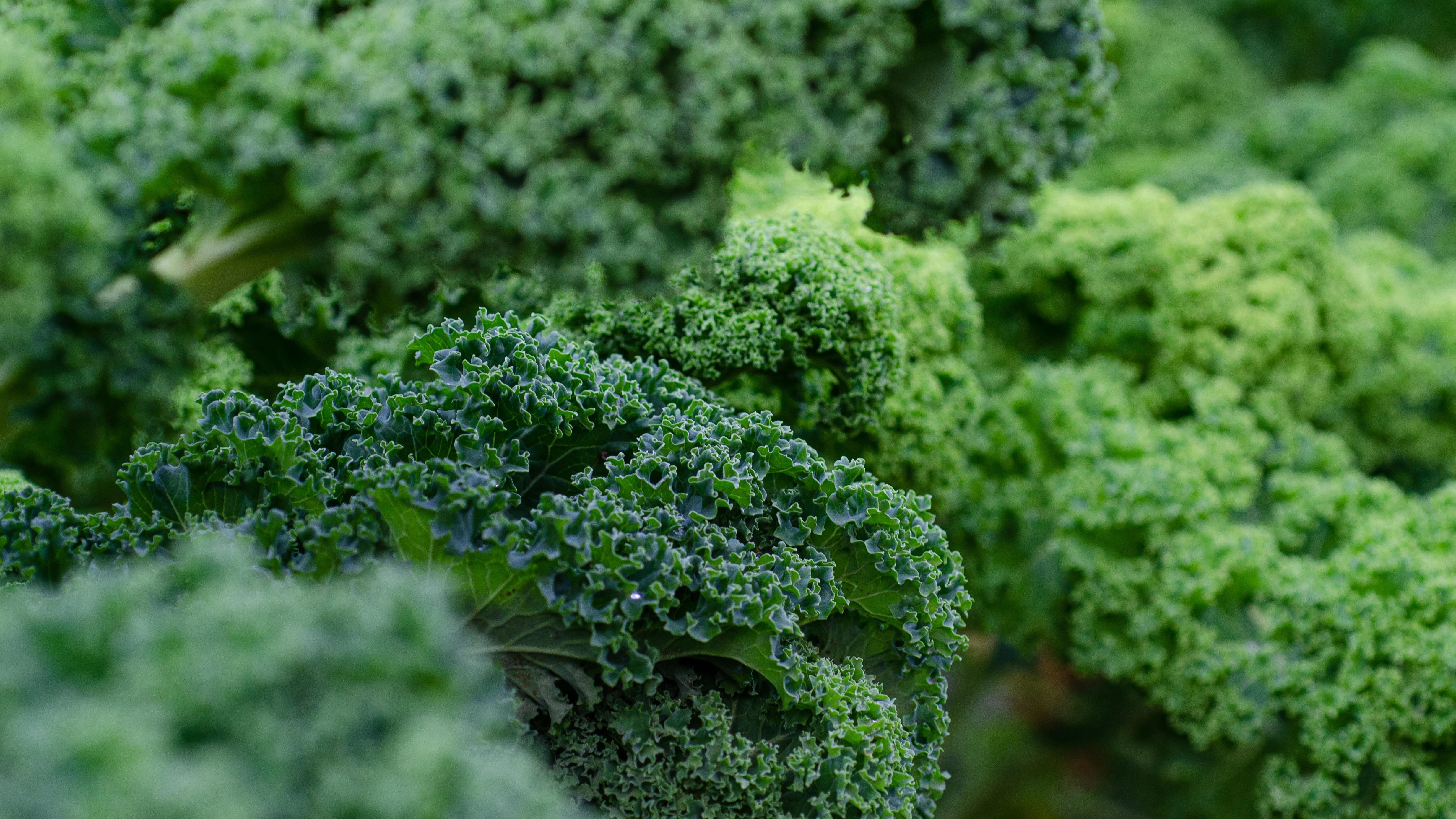 Superfood Federkohl Superfood Federkohl