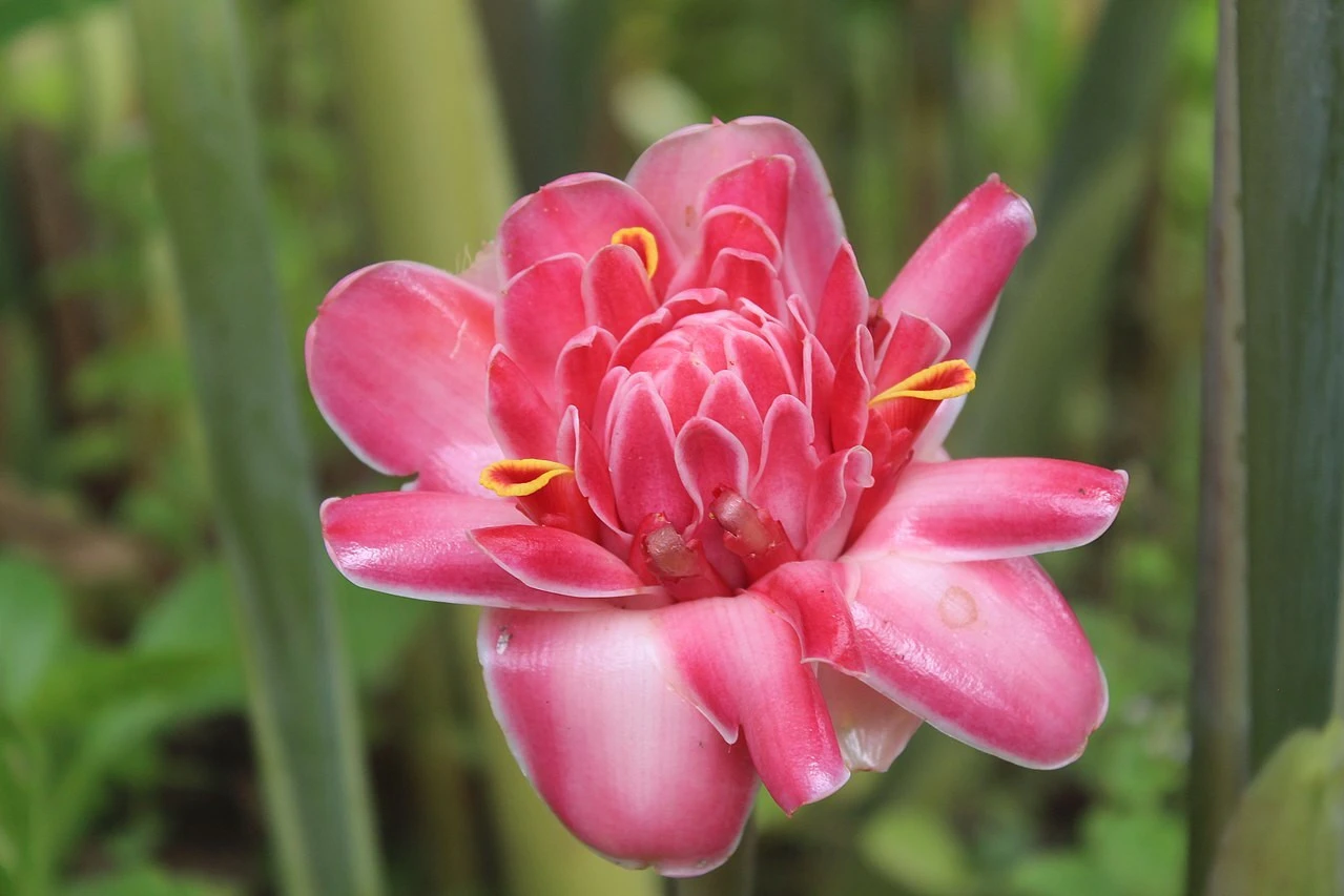 Ingwer in Blüte Ingwer in Blüte
