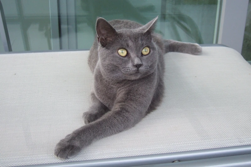 Arthrose bei Katzen Arthrose bei Katzen