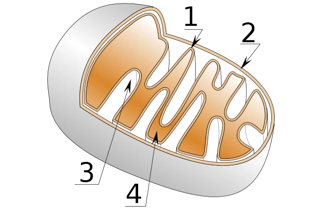 Mitochondrien Grafik Mitochondrien Grafik