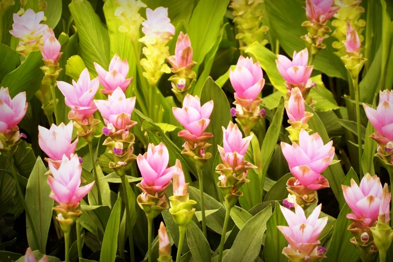 Curcuma in Blüte Curcuma in Blüte Wiese