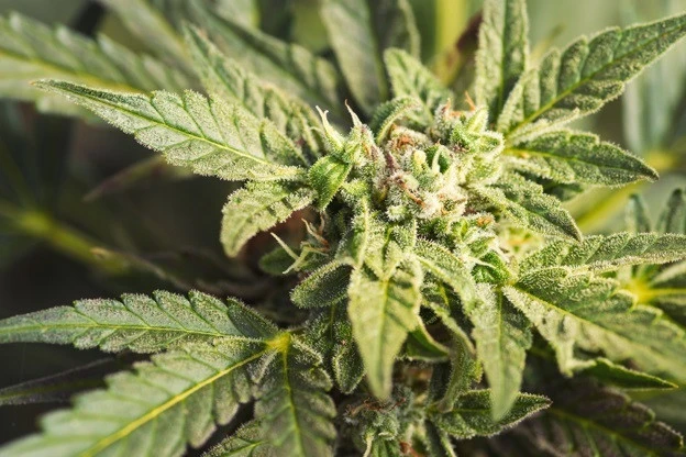 Cannabis-Pflanze Cannabis-Pflanze