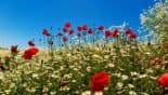 Kraeuter Und Blumen