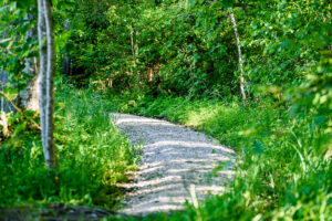 Waldweg web