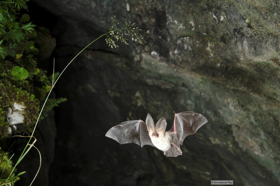 Fledermaus Copyright Emmanuel Rey web