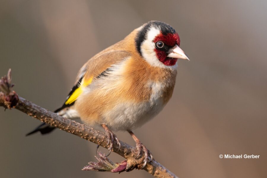 Carduelis carduelis 210310 3238 by Michael Gerber Carduelis carduelis 210310 3238 by Michael Gerber