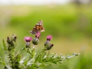 Distel Kraeuter web