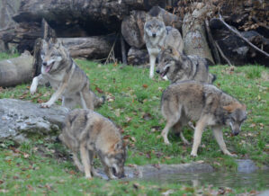 Wolf