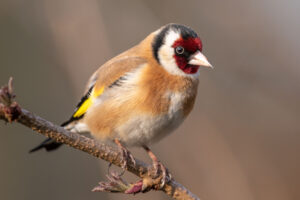 Carduelis carduelis 210310 3238 Michael Gerber