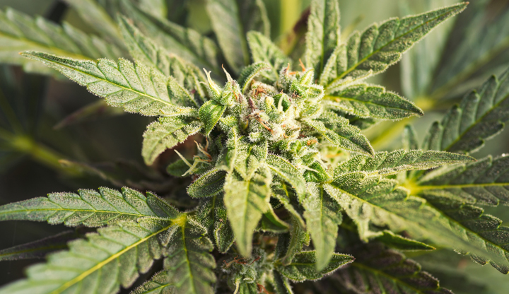 Cannabis I Stock 497982932 - © iStock / digihelion Cannabis I Stock 497982932