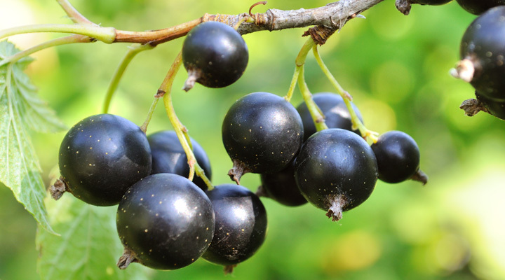 Ribes nero