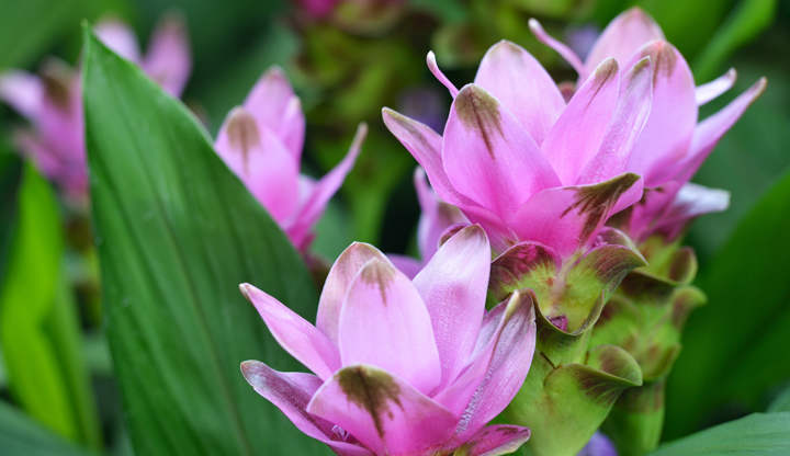 Curcuma en fleurs