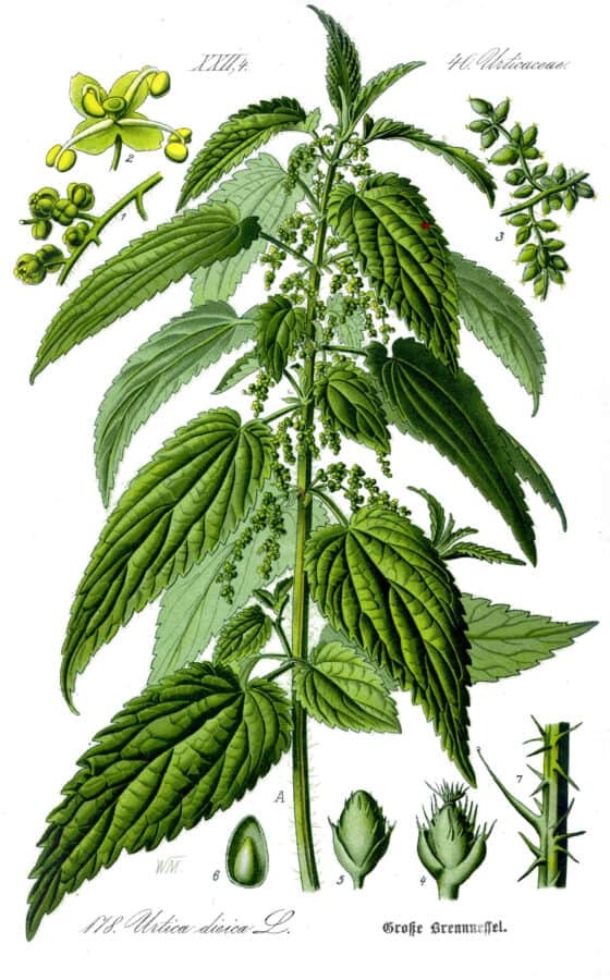 Urtica dioica