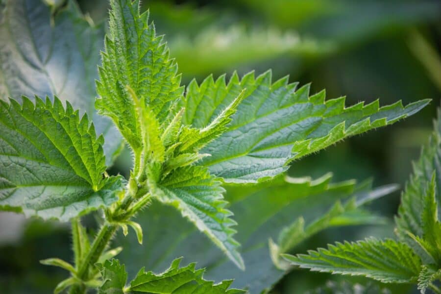 Stinging nettle 5122448 1920