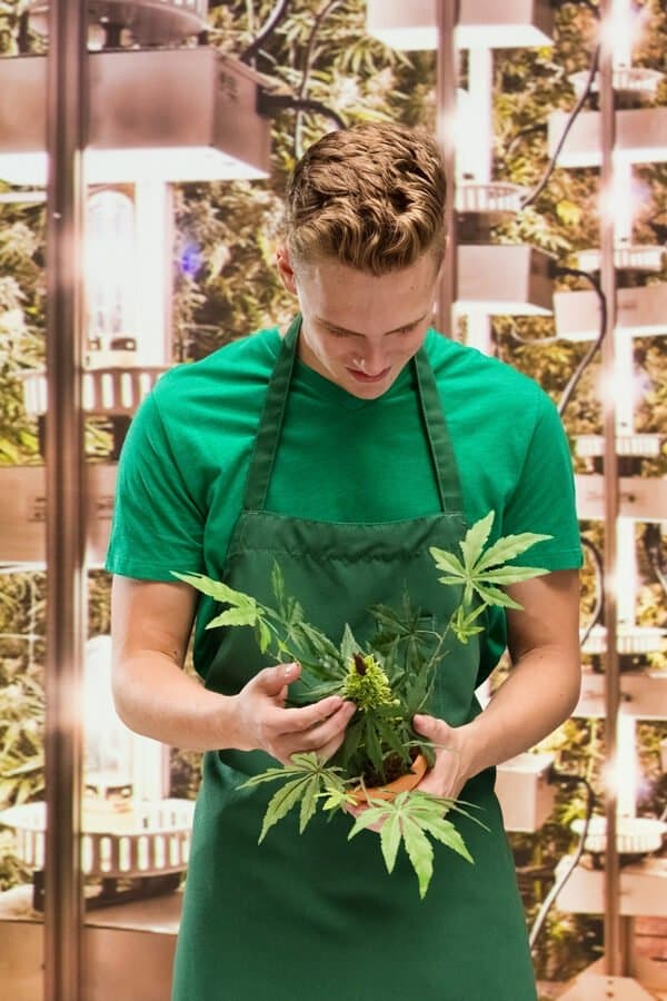 Cannabis Indoor - © iStock / 4x6 Cannabis Indoor