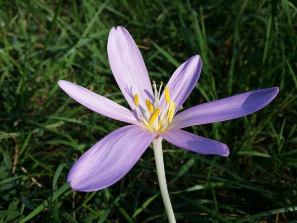 Gicht Colchicum autumnale Wikimedia Commons Gicht Colchicum autumnale Wikimedia Commons