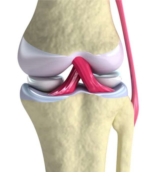 Kniegelenk Meniskus Kreuzband