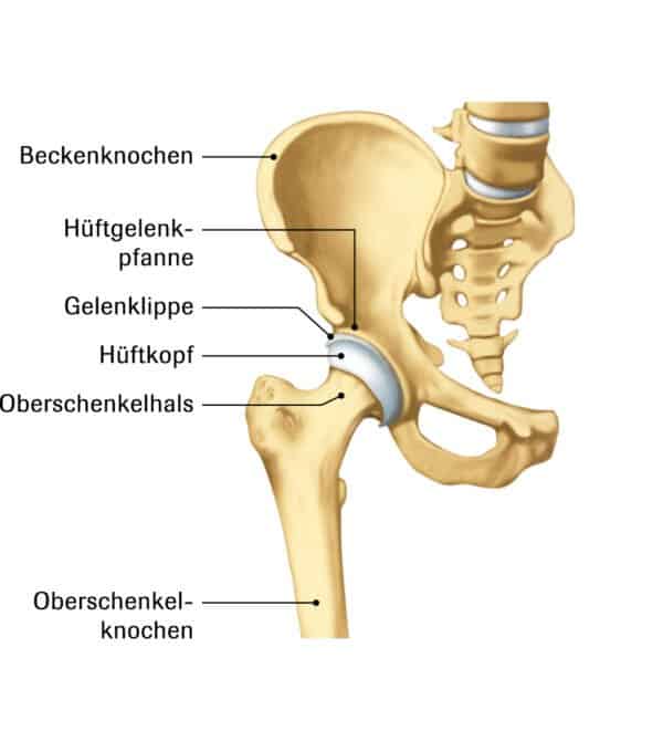 Hueftgelenk De