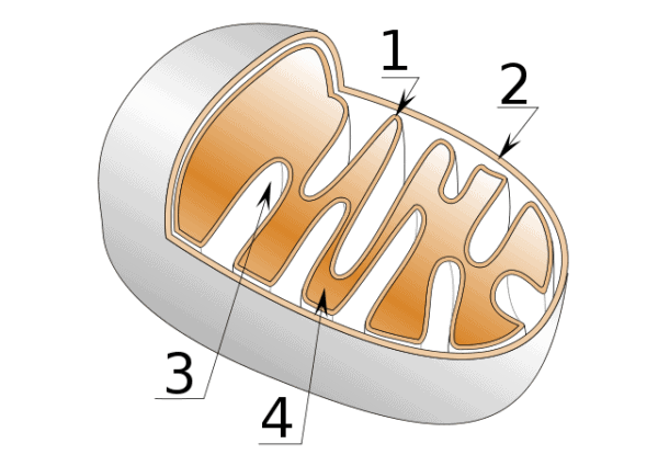 Mitochondrie