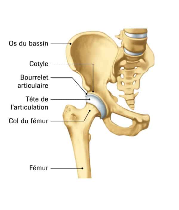 Petit ABC de la hanche - Ligue suisse contre le rhumatisme