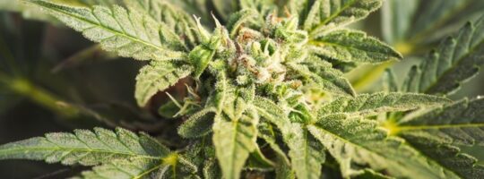 Cannabis