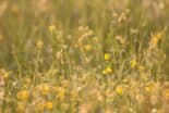 Sommerwiese