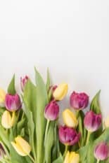 Tulpen NL