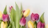 Tulpen NL
