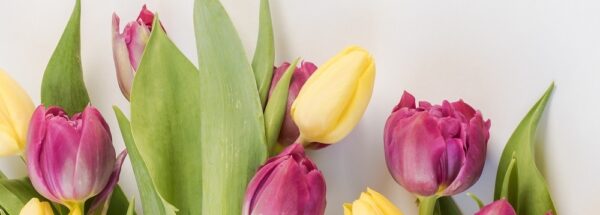 Tulpen NL