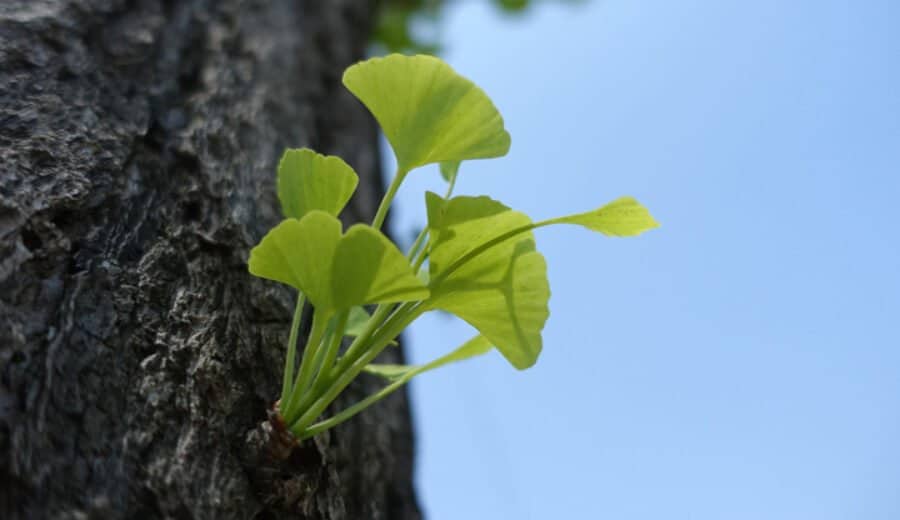 Ginkgo Gingko-Austrieb an Baumstamm