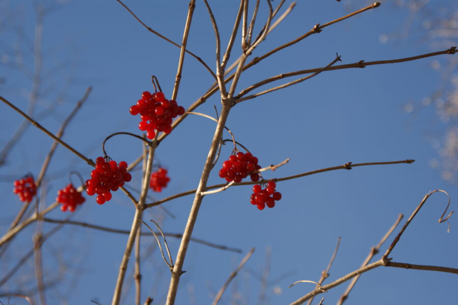 Bild rote Beeren Winter Bild rote Beeren Winter