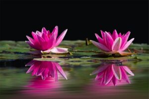Water Lilies 481984 340