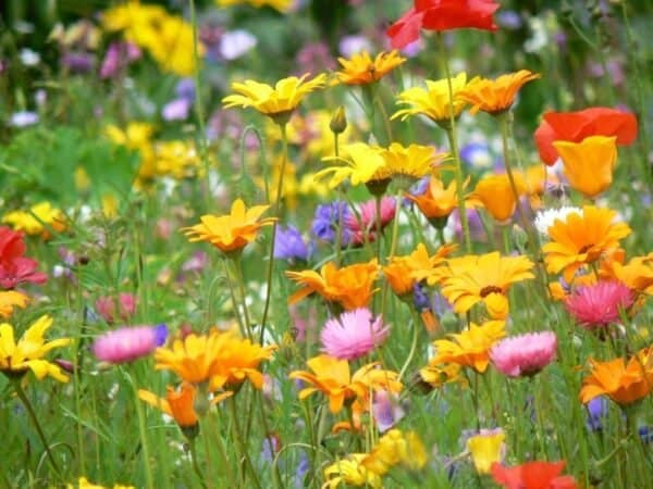 Blumenwiese Blumenwiese