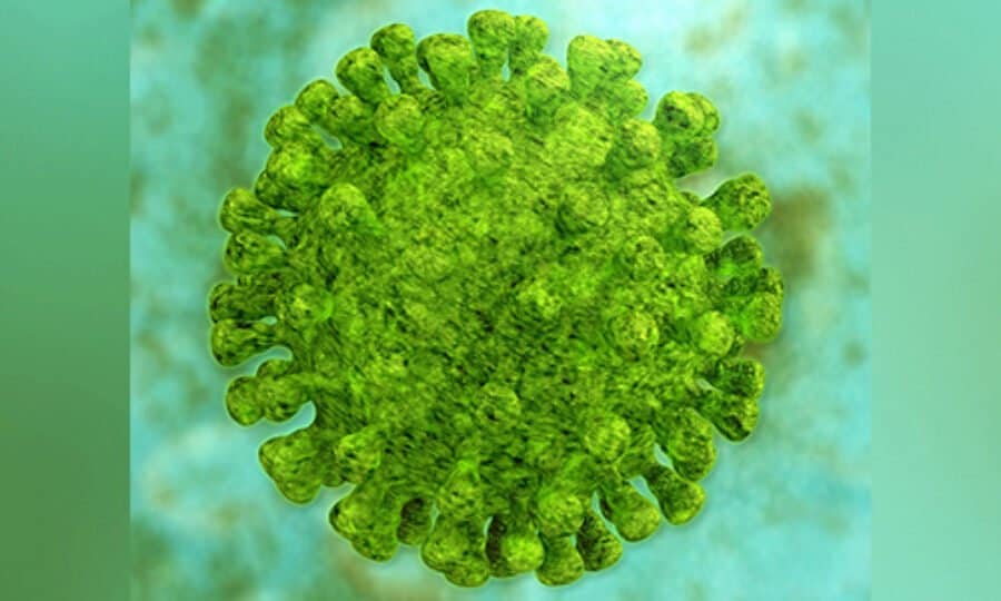 Coronavirus 1 Coronavirus 1