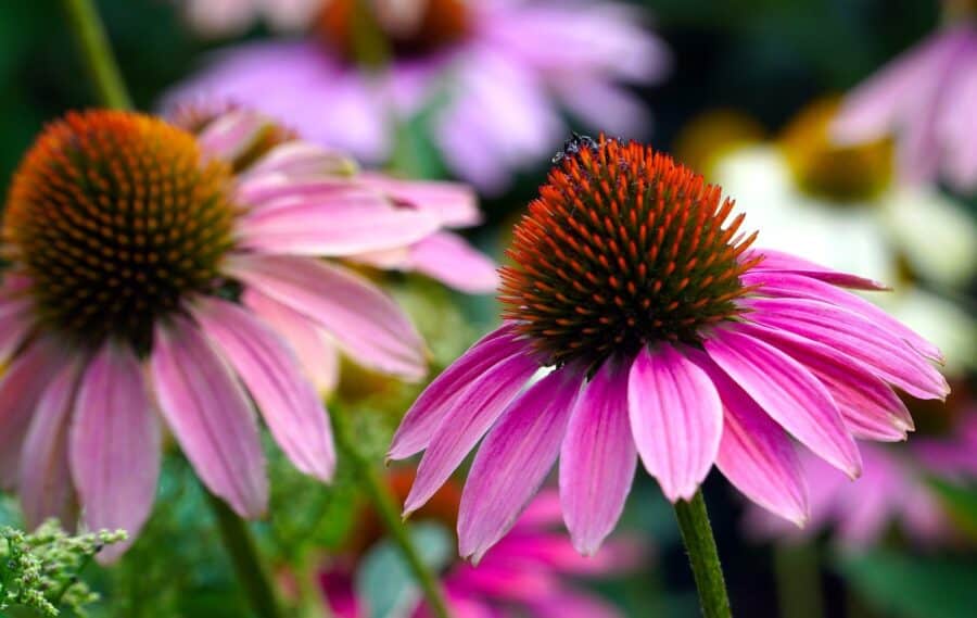 Flowers 5491168 1920 Flowers 5491168 1920