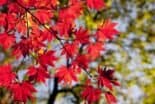 Bild Herbst 1