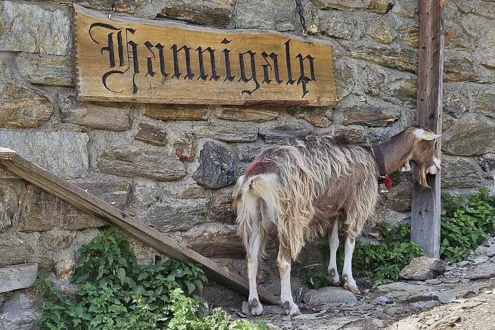 Geiss auf der Hannigalp